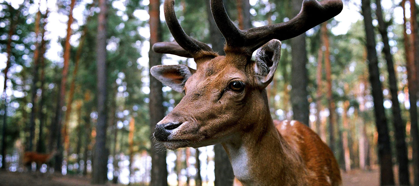 Un cerf majestueux dans la forêt