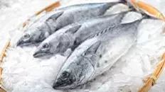 Les poissons de Loire 