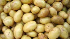 La bonnotte de Noirmoutier