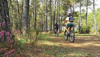 Du VTT dans la forêt des Landes