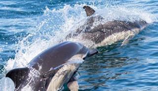 Observer les dauphins lors d’une balade en mer