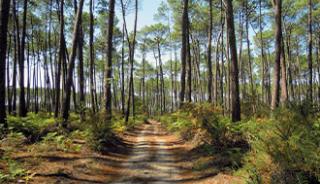 Le Parc Naturel Régional des Landes de Gascogne