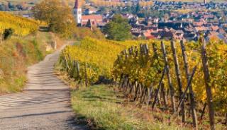 La Route des Vignobles