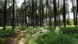 Balade dans la forêt des Landes