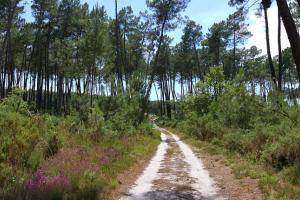 Le parc naturel régional des Landes de Gascogne