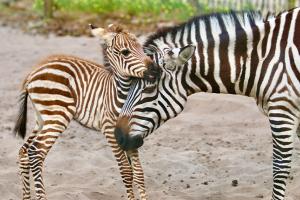 Le zoo de Labenne