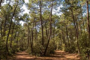 La Forêt Domaniale d'Olonne