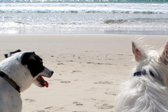 En vacances avec mon chien