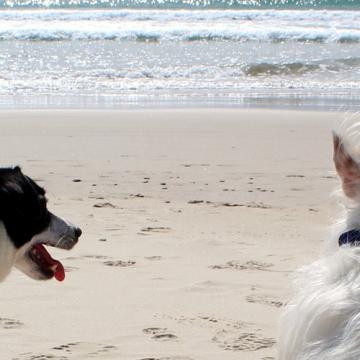 En vacances avec mon chien